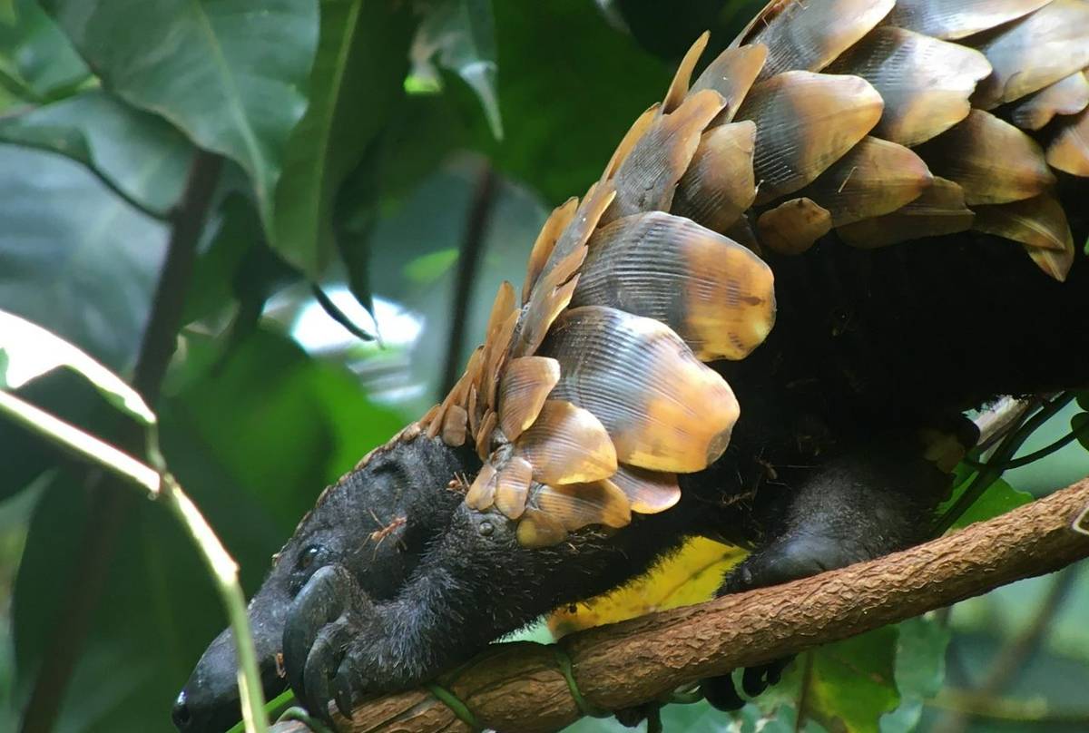 Long-tailed Pangolin (Ben Chapple) 2.jpg