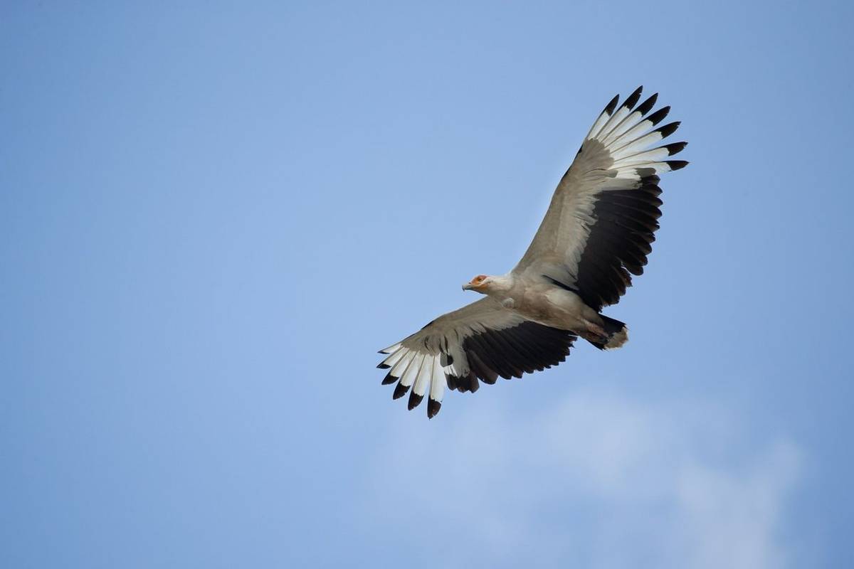 Palm Nut Vulture, Tanzania Shutterstock 236612302 2
