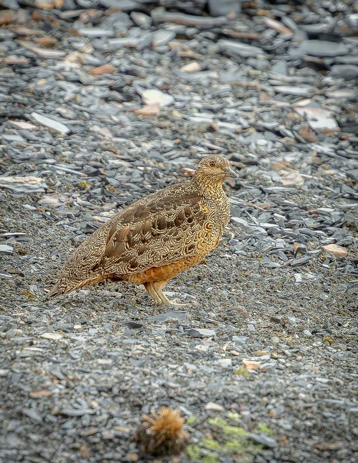 Rufous-bellied Seedsnipe © X. Munoz
