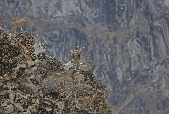 Markhor © M. Valkenburg