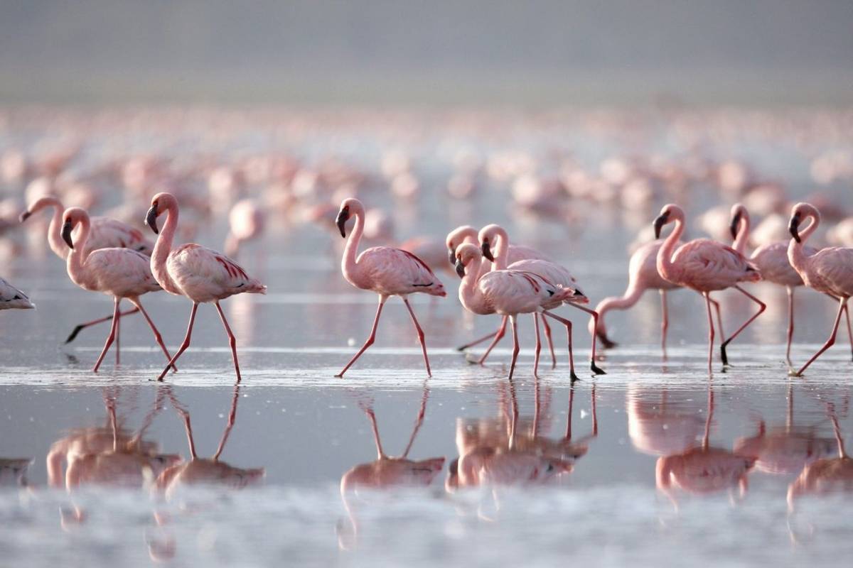 Lesser Flamingo, Lake Nakuru NP, Kenya (Prasit Chansareekorn)