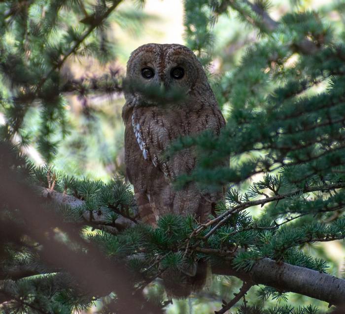 Maghreb Owl