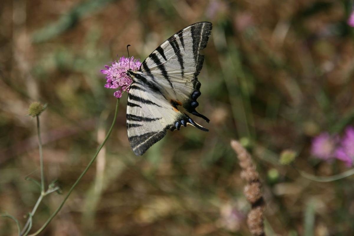 Italy - Swallowtail Butterfly - Amalfi Coast.jpg