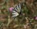 Italy - Swallowtail Butterfly - Amalfi Coast.jpg