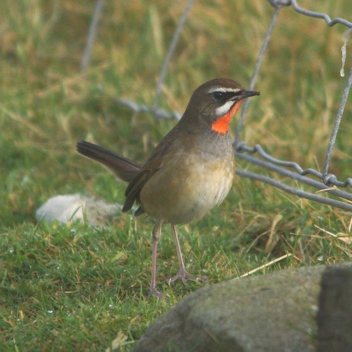 Fair Isle - Siberian Rubythroat (Kevin Kelly).jpg