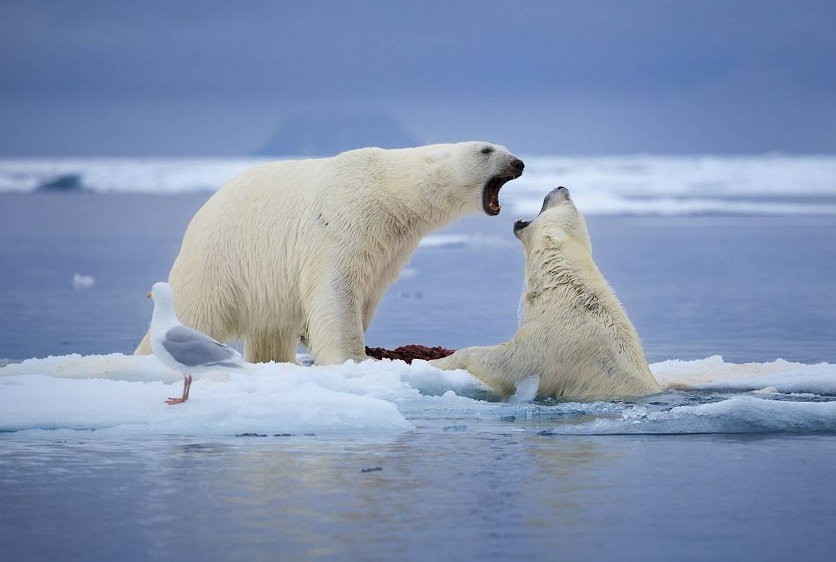 Polar Bear shutterstock_469182692.jpg