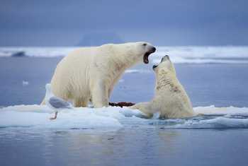 Polar Bear shutterstock_469182692.jpg