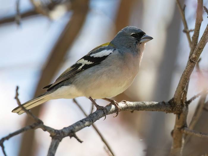 African Chaffinch © Chris Griffin, February 2023