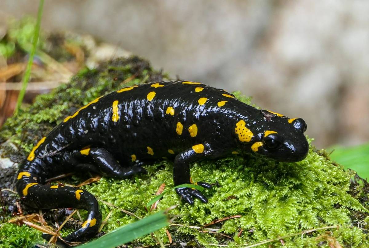 Fire Salamander (Ian Tulloch)