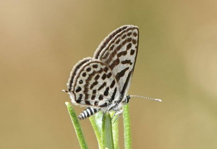 Tarucus balkanicus © Martin Pitt, June 2026 tour.JPG