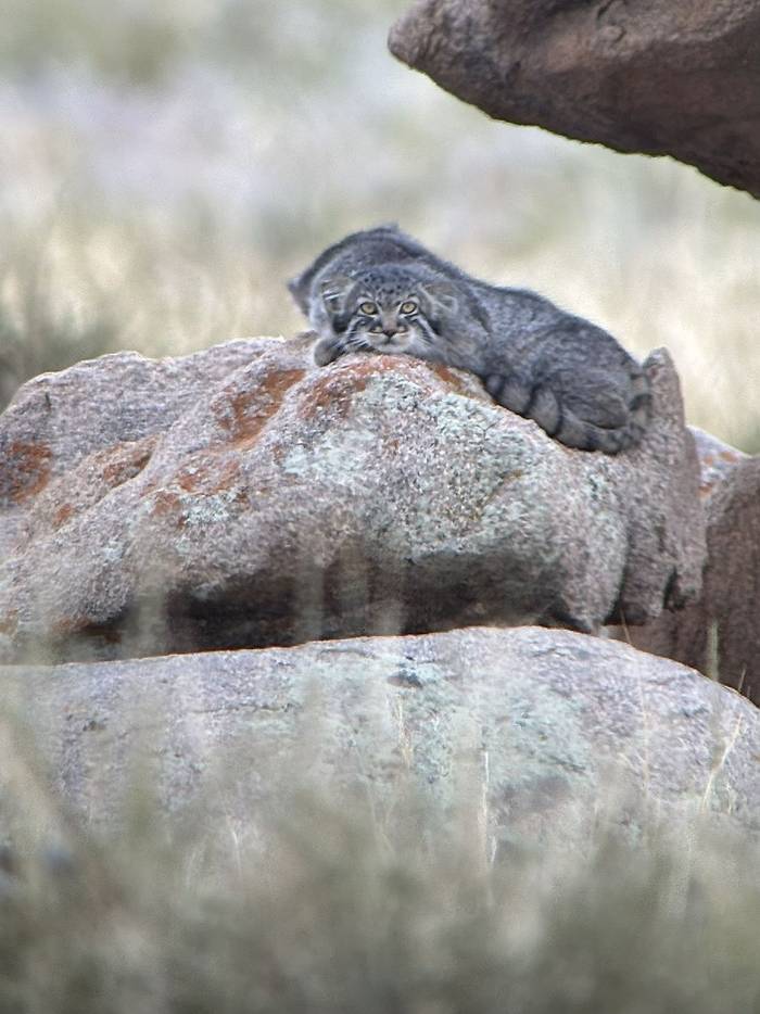 Pallas's Cat