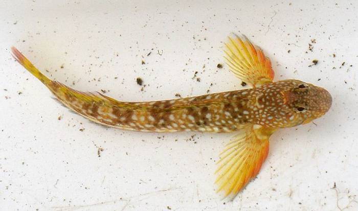 Montagu's Blenny (Andrew Cleave)