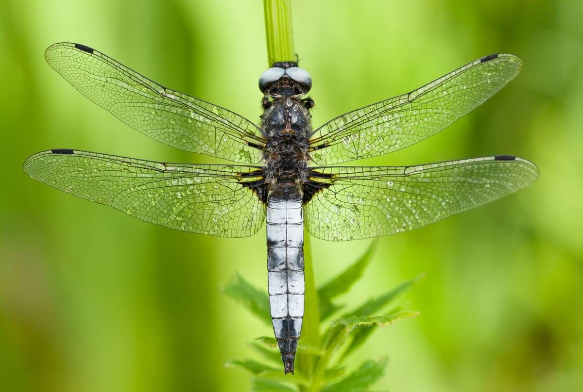 Black-tailed Skimmer