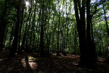 Chalkney Wood.JPG