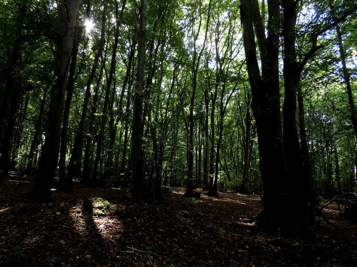 Chalkney Wood.JPG