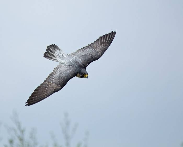 Peregrine Falcon. shutterstock_52662304.jpg