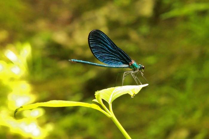 Undiscovered Balkans - Virpazar Nature Walk and Honey Farm12.JPG