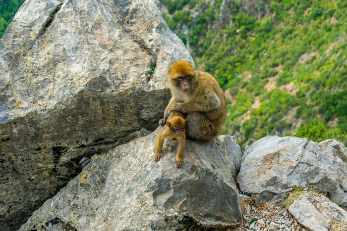 Barbary Macaque