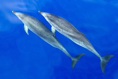 Atlantic Spotted Dolphins by George Reekie