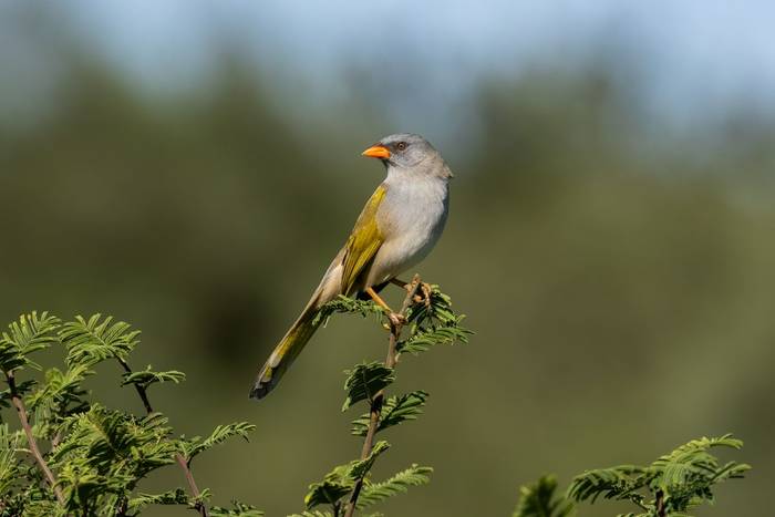 Great Pampa-Finch © James Warren, May 2026.jpg