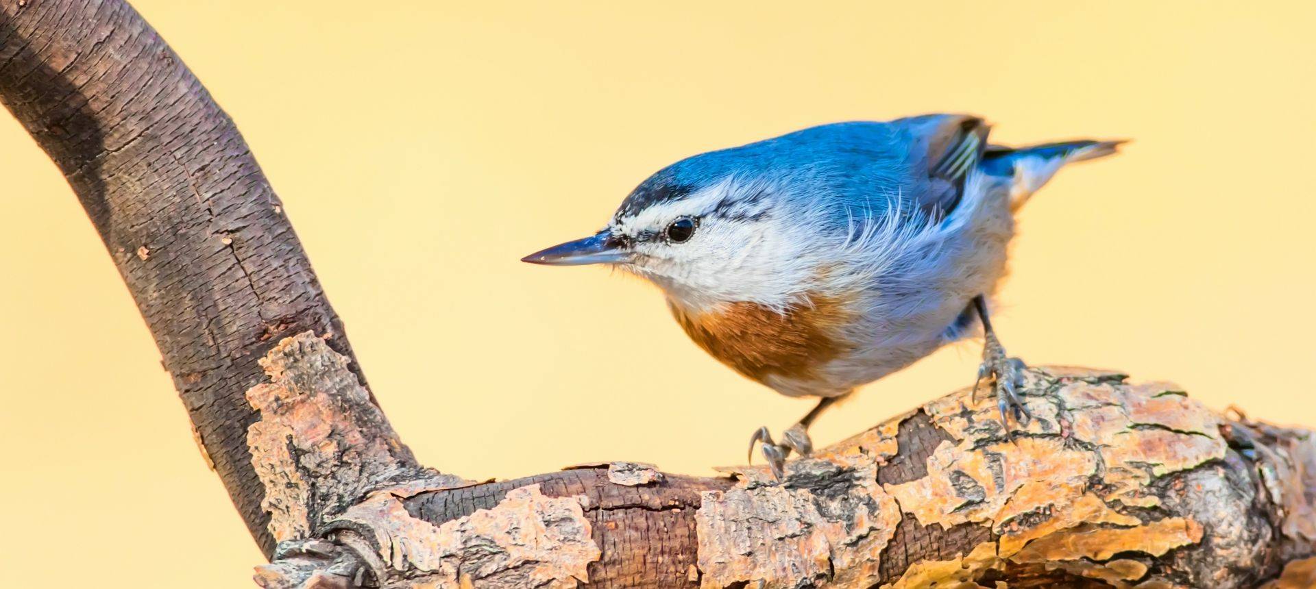 Kruper'S Nuthatch, Lesbos Shutterstock 695647657