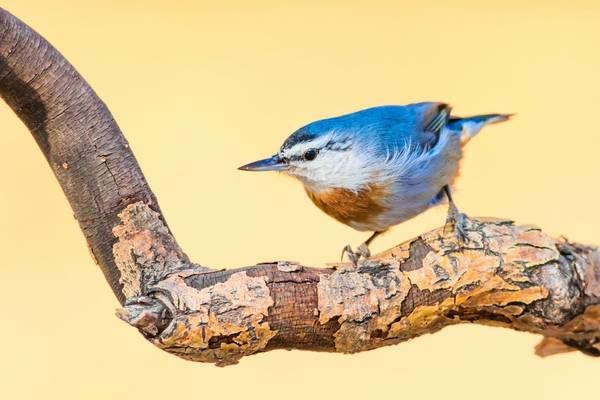 Kruper'S Nuthatch, Lesbos Shutterstock 695647657