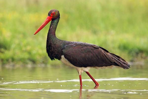 Black Stork shutterstock_777564805 crop.jpg