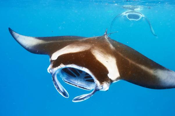 Manta Ray