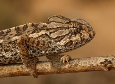 The Reptiles & Amphibians of Morocco