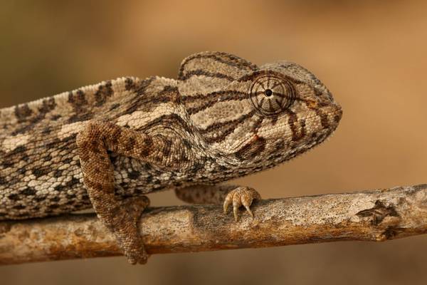 Mediterranean Chameleon (Chamaeleo chamaeleon).jpg