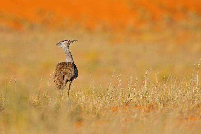 Kori Bustard