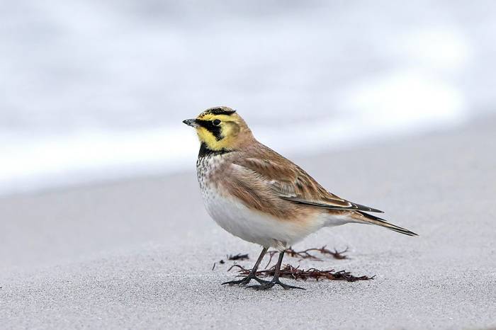 Shore Lark shutterstock_376196422.jpg