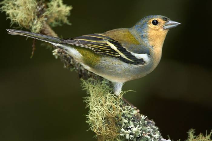 Madeiran Chaffinch shutterstock_570945463.jpg