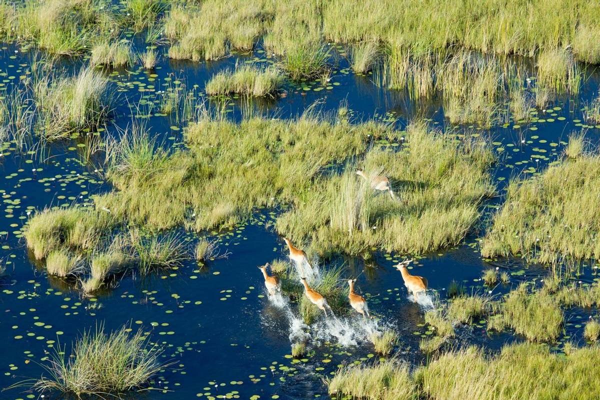 Okavango, Botswana Shutterstock 1055659037