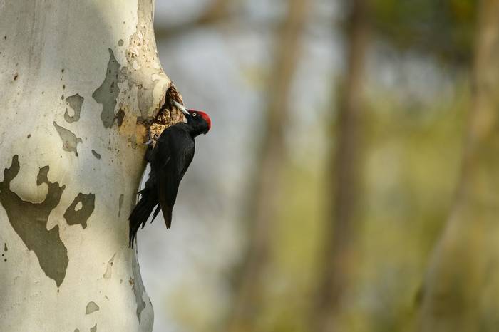 Black Woodpecker shutterstock_1836659059.jpg