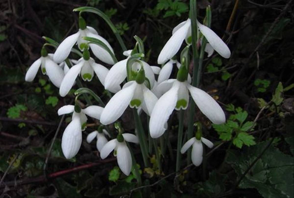Galanthus reginae olgae (Andrew Radgick)