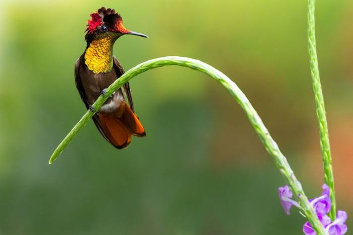 Ruby Topaz Hummingbird