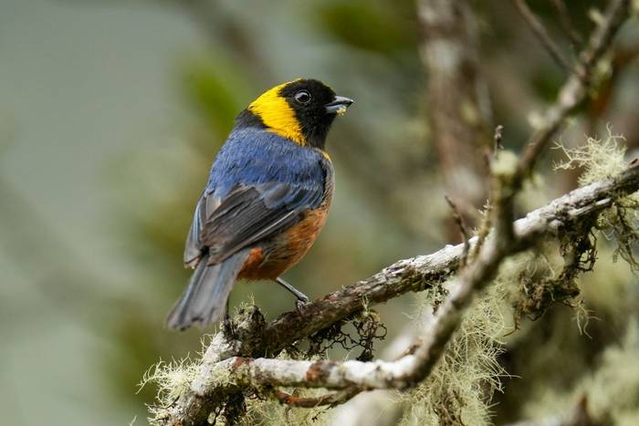 Golden-collared Tanager © Luis Panama, October 2025