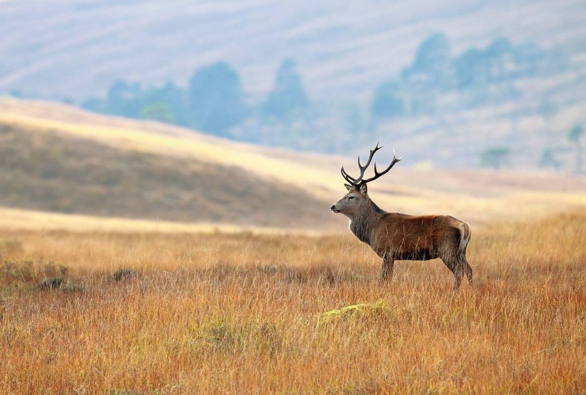 Red Deer