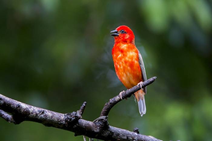Madagascar Red Fody, Foudi Rouge (Foudia Madagascariensis)