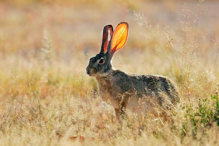 Scrub Hare, Namibia shutterstock_205946008.jpg