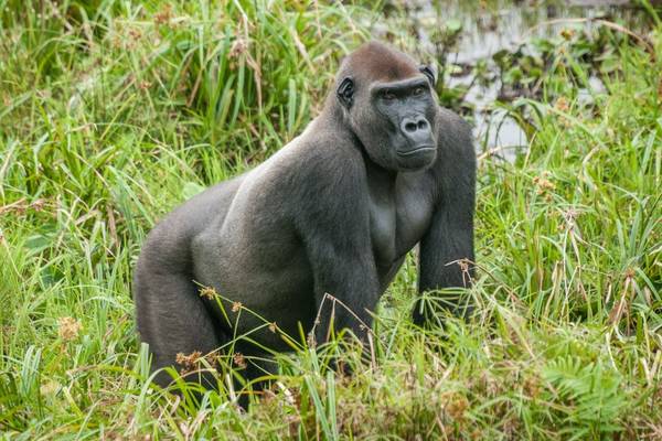 Western-Lowland-Gorilla-shutterstock_424035019.jpg