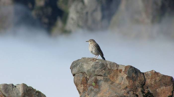 Berthelot's Pipit, Madeira shutterstock_1333988903.jpg