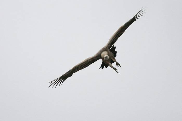 Griffon Vulture John Willsher 5546454051 O
