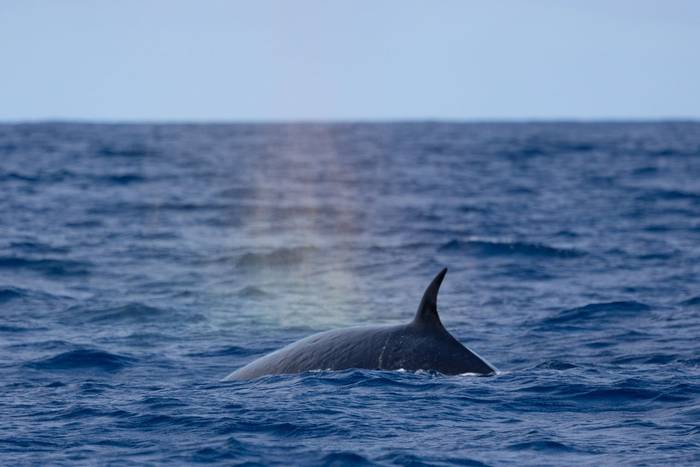 Sei Whale (Sara Frost).jpg