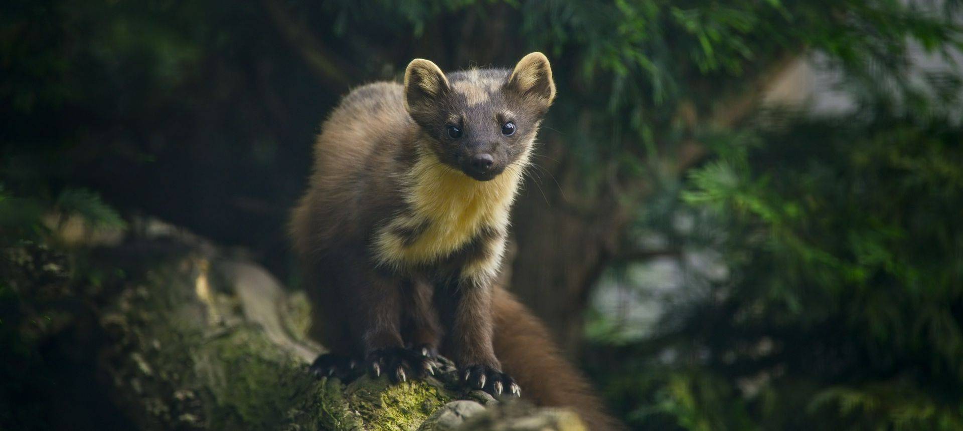 Pine Marten Shutterstock 453981394