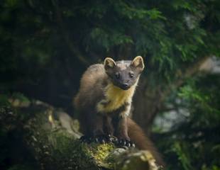 Scotland's Mammals & Highlights of the Highlands