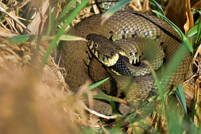 Grass Snake (Natrix helvetica) © Josh Phangurha
