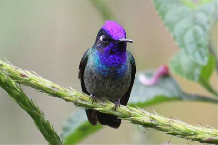 Violet-headed Hummingbird, Costa Rica (Reagan Smith)
