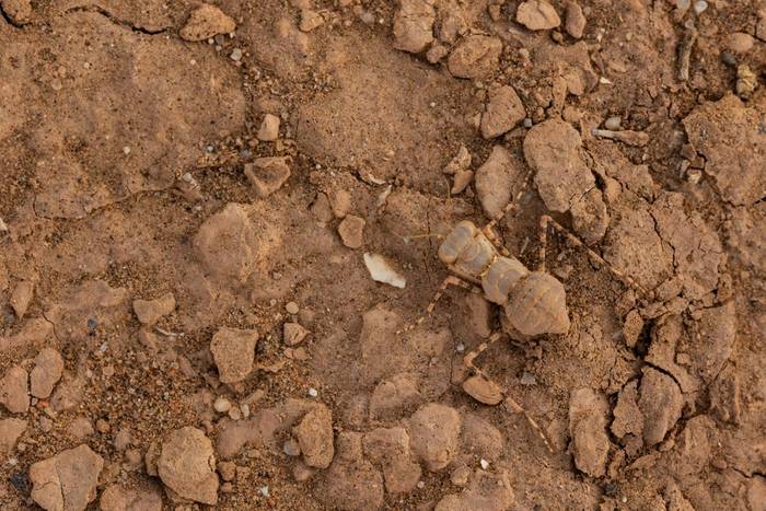 Desert Mantis (Eremiaphila sp.) © Simone Giachello, May 2025 tour
